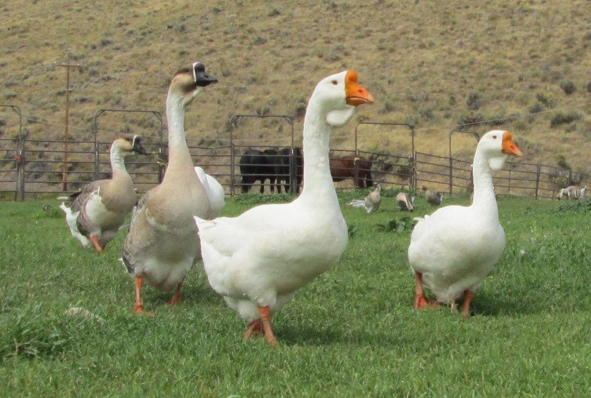white african geese