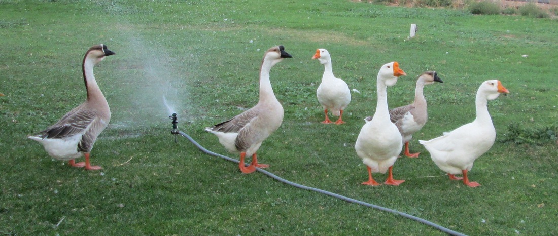 white african geese