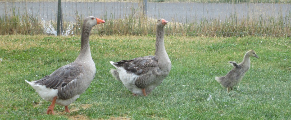 production toulouse geese with gosling
