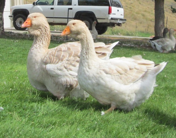 buff dewlap toulouse yearling gander with buff dewlap toulouse juvenile goose