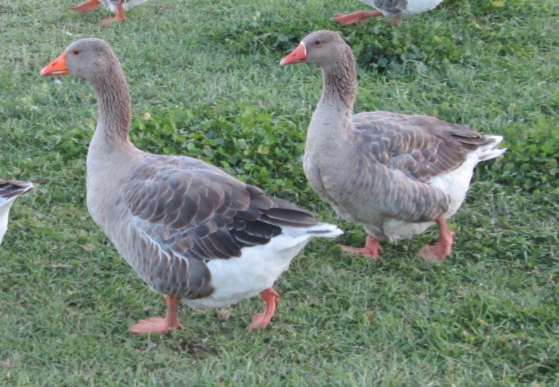 production toulouse geese