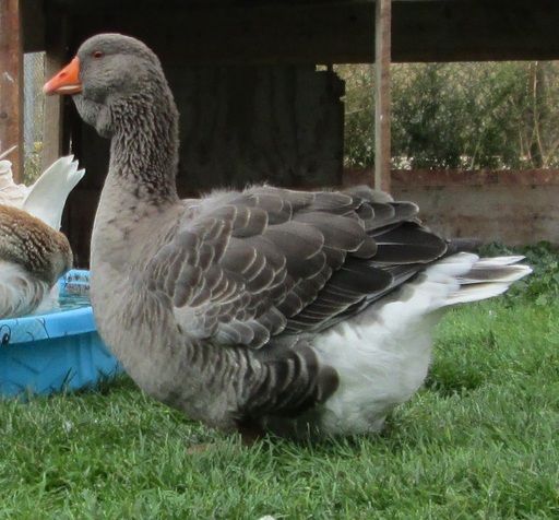 grey dewlap toulouse goose