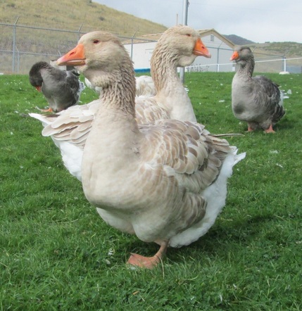 buff dewlap toulouse juvenile goose