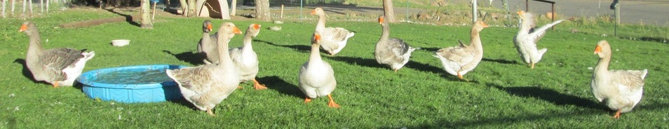buff and grey dewlap toulouse geese